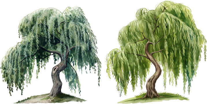 watercolor willow tree isolated on white background