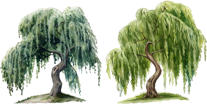 watercolor willow tree isolated on white background