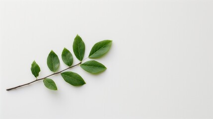 Fototapeta premium Green plant branch isolated on white background