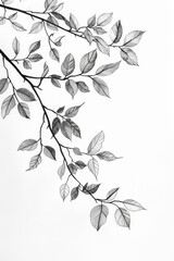 Black and white botanical leaf illustration emphasizing nature concept