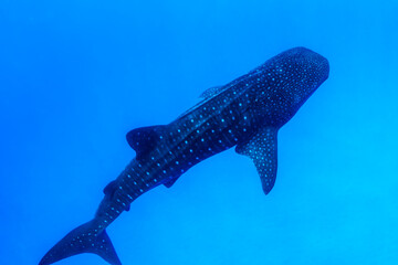 Whale shark gliding through the clear, deep blue waters off the coast of Oahu, Hawaii