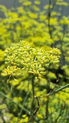 Aromatic, natural, green and yellow fennel flower plant. Growing organically in nature. Bees use in the pollination process