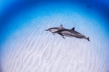 Spinner dolphins glide gracefully through the deep blue Hawaiian waters