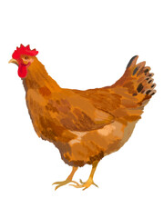 地鶏（おんどり）