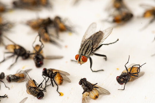 Close up of many fly dead on fly trap, The trap made from paper and sticky glues