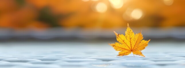 Autumn foliage in a Japanese garden, gentle afternoon sunlight, clear copy space