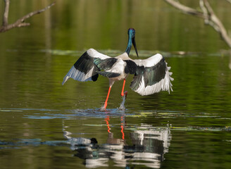 Obraz premium Black necked stork ( ephippiorhynchus asiaticus ) female Jabiru dancing on the water with wings open