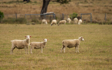 Obraz premium Sheep grazing in a farm paddock selected focus, Queensland, Australia.