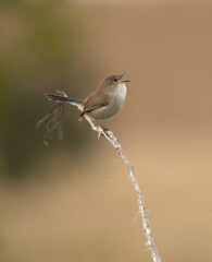 Young male Wren singing on a perch Australian wildlife, defused background.