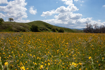 vibrant field of mustard flowers, rolling hills in distance, blue sky with white puffy clouds