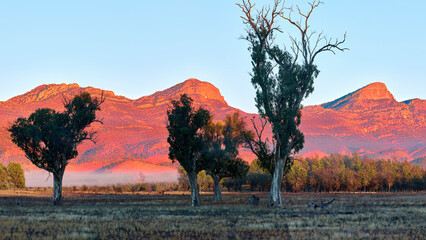 Four Epic Gum Trees Flinders Ranges