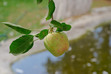 Close-Up of Apple Hanging from Tree Branch