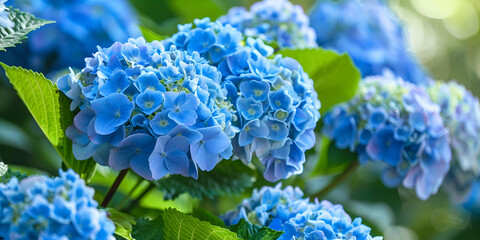 Beautiful Blue Hydrangea Flowers in Bloom , Stunning Close-Up of Vibrant Blue Hydrangeas in the Garden