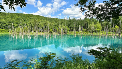 Beautiful Blue Pond, aoi-ike, aoiike, in summer Biei, Hokkaido, Japan.