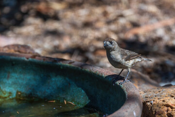 Southern Whiteface (Aphelocephala leucopsis) is a small, mostly dull-coloured bird. The head and back are deep grey-brown with dusky flecks on the crown.