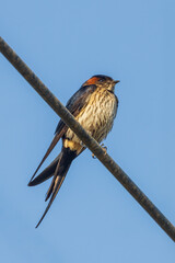 The Striated Swallow (Cecropis striolata) is a small bird with a distinctive pattern of fine striations on its underparts, a blue-black back, and a rufous forehead and throat. 