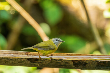 The Yellow-bellied Warbler (Abroscopus superciliaris) is a small, active bird characterized by its bright yellow underparts, olive-green upperparts, and a distinctive white supercilium