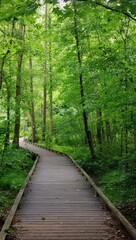 path in the forest