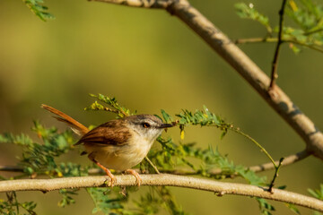 The Rufescent Prinia (Prinia rufescens) is a small warbler with rufous-brown upperparts, a whitish underbelly, and a long, slightly graduated tail.