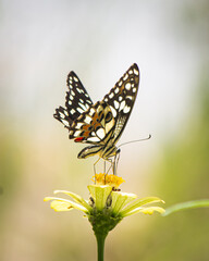 butterfly on flower