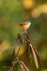 The Rufescent Prinia (Prinia rufescens) is a small warbler with rufous-brown upperparts, a whitish underbelly, and a long, slightly graduated tail.