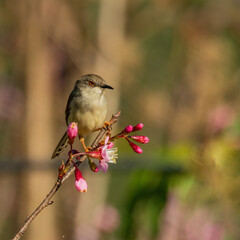 The Plain Prinia (Prinia inornata) is a small warbler with drab brown upperparts, a whitish underbelly, and a long, slender tail.