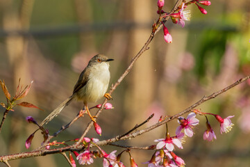 The Plain Prinia (Prinia inornata) is a small warbler with drab brown upperparts, a whitish underbelly, and a long, slender tail.