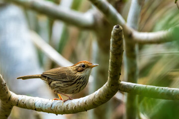 The Puff-throated Babbler (Pellorneum ruficeps) is a small bird with a distinctive puffed throat, brown upperparts, and white underparts with dark streaking.