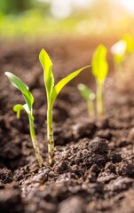 Close-up of young corn seedlings growing in fertile soil.