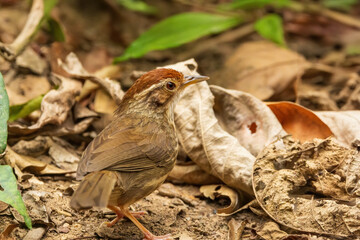 The Puff-throated Babbler (Pellorneum ruficeps) is a small bird with a distinctive puffed throat, brown upperparts, and white underparts with dark streaking.