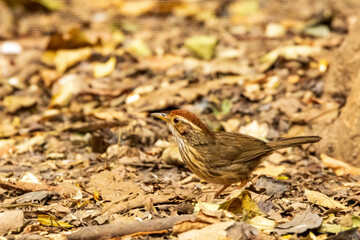 The Puff-throated Babbler (Pellorneum ruficeps) is a small bird with a distinctive puffed throat, brown upperparts, and white underparts with dark streaking.