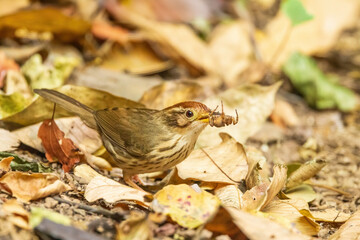 The Puff-throated Babbler (Pellorneum ruficeps) is a small bird with a distinctive puffed throat,...