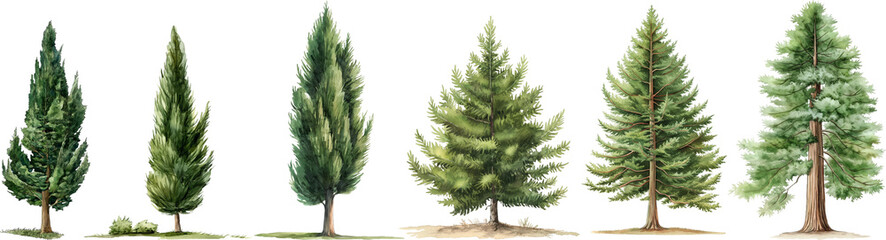 watercolor redwood,cypress tree isolated on white background