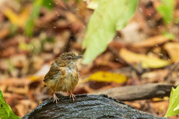 The Puff-throated Babbler (Pellorneum ruficeps) is a small bird with a distinctive puffed throat, brown upperparts, and white underparts with dark streaking.