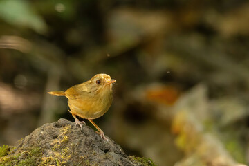 The Buff-breasted Babbler (Pellorneum tickelli) is a small bird characterized by its buff-colored...