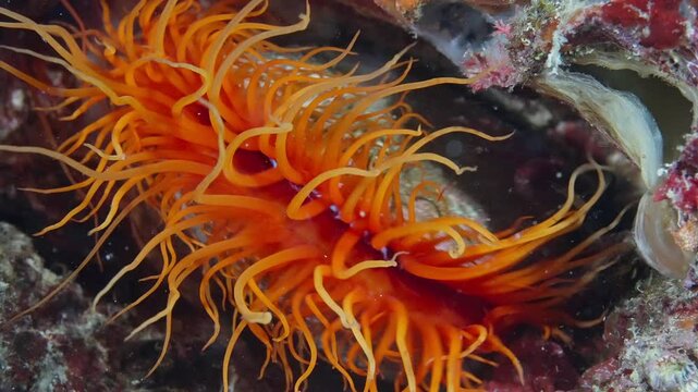 Flame Scallop (Ctenoides ales), or Electric Clam, clean itself,  Anilao, Philippines 60fps