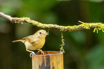 The Buff-breasted Babbler (Pellorneum tickelli) is a small bird characterized by its buff-colored breast and flanks, olive-brown upperparts, and white belly.