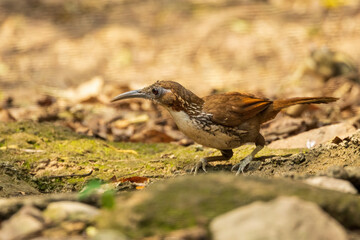 The Large Scimitar Babbler (Pomatorhinus hypoleucos) is a medium-sized bird with a distinctive long, curved bill, white throat and belly, and dark brown upperparts.