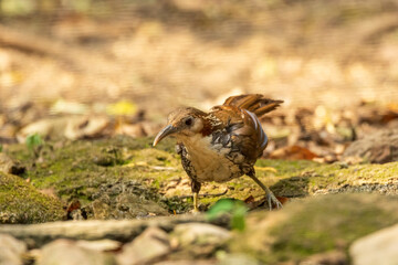 The Large Scimitar Babbler (Pomatorhinus hypoleucos) is a medium-sized bird with a distinctive long, curved bill, white throat and belly, and dark brown upperparts.