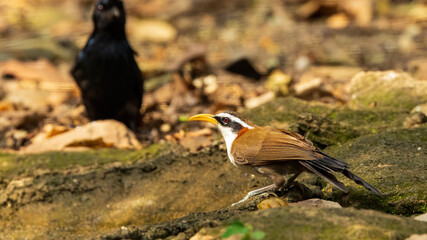 The White-browed Scimitar Babbler (Pomatorhinus schisticeps) is a medium-sized bird with a prominent white eyebrow, long curved bill, and dark brown upperparts.