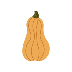 Vector isolated element. Pumpkin. Autumn time. Harvesting. Halloween. Color image on a white background. The print is used for packaging design.