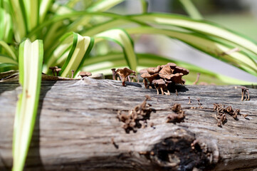 Closeup of Many small brown mushrooms up on a tree stump and a black worms with natural background at Thailand.