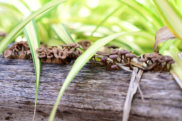 Closeup of Many small brown mushrooms up on a tree stump and a black worms with natural background...