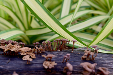 Closeup of Many small brown mushrooms up on a tree stump and a black worms with natural background...