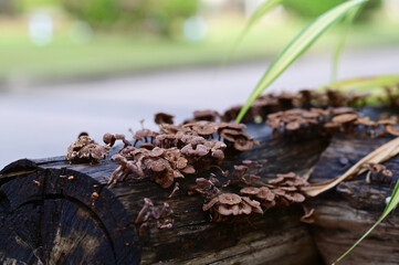 Closeup of Many small brown mushrooms up on a tree stump and a black worms with natural background at Thailand.