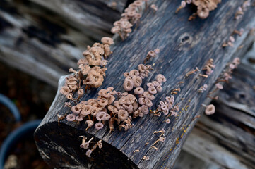 Closeup of Many small brown mushrooms up on a tree stump and a black worms with natural background at Thailand.