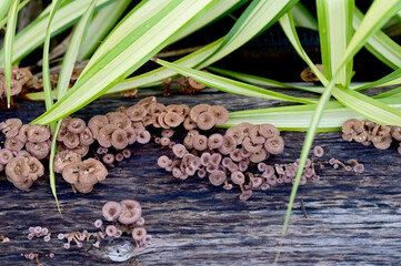 Closeup of Many small brown mushrooms up on a tree stump and a black worms with natural background at Thailand.