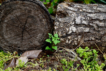 Closeup of Green Small Tree grew up from a large tree in the park with nature background at Thailand.