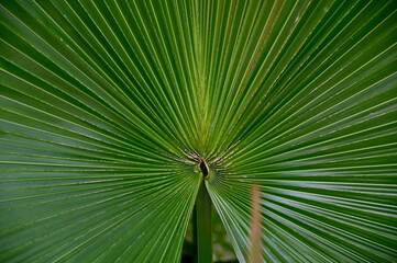Closeup of Fresh Green Leaf with natural background in the garden at Thailand on blurred greenery...