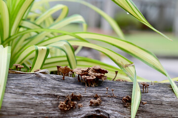 Closeup of Many small brown mushrooms up on a tree stump and a black worms with natural background at Thailand.